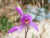 Bletilla striata vietnam.jpg