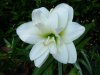 Hippeastrum sonatini alaska.jpg