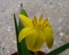 Hypoxis nitida1.jpg