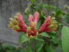 Alstroemeria viridiflora.jpg