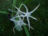 Hymenocallis harrisiana.jpg