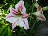 Hippeastrum vittatum.jpg