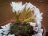 n8-gimnocalcium.jpg