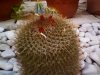 n4-mammillaria.jpg
