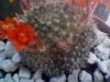 n27-rebutia.jpg