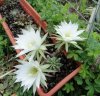 echinopsis_subdenudatus_fioritura_2011 - Copia.jpg