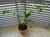 DSCN0521.jpg