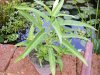 ipomea acquatica.JPG