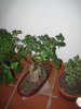 FICUS (2).jpg