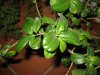 FICUS (1).jpg