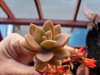 Echeveria doppia (1).jpg