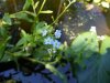 MYOSOTIS PALUSTRIS.jpg