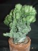 Euphorbia Lactea Crestata.jpg