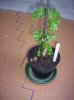 Polyscias crispatum o Geranium-leaf Aralia.jpg
