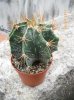 Astrophytum ornatum v. mirbelli (1).jpg