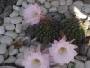 n10-echinopsis eiryesii.jpg