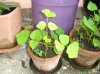 DSC01500.jpg
