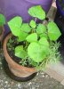 DSC01506.jpg