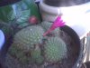 REBUTIA.jpg