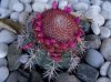 n6-melocactus.jpg