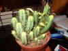 Cactus  01.jpg