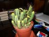 Cactus  02.jpg