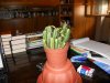 Cactus  04.jpg