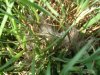 DSCF0831.jpg