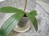 DSCN1003.jpg