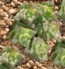 1crassula_perforata.jpg