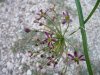 Allium sp.AM.jpg