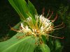 Hedychium ellipticum.jpg