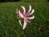 Nerine humilis.jpg