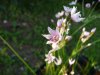 Nerine gracilis.jpg