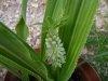 Eucomis zambesiaca.jpg