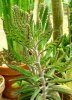 Kalanchoe_daigremontiana.jpg