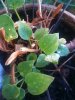 anthurium.jpg