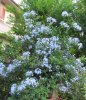 plumbago6.jpg