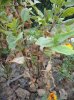 DSC00429.jpg