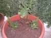 DSCF0931.jpg