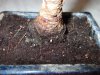 bonsai terreno.jpg bonsai terreno.jpg