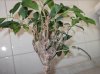 bonsai rametti.jpg bonsai rametti.jpg
