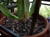 DSCN0274.jpg