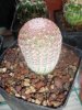 Echinocereus rigidissimus var. rubispinus L88 (2).jpg