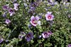 DSC01753.jpg