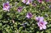 DSC01752.jpg