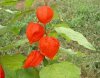 physalis_alchechengi4.jpg