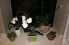 orchidee 010.jpg