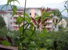 DSCN4916.jpg