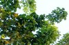 Alberi_5Trapani.JPG